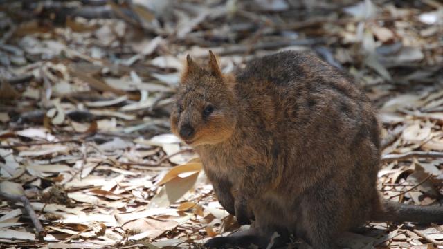 a quokka in australia