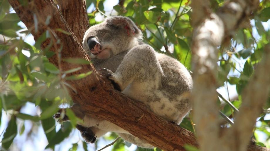 Koalas in Australia koala relaxing in a tree