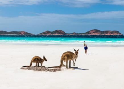 kangaroos at a beach in Australia