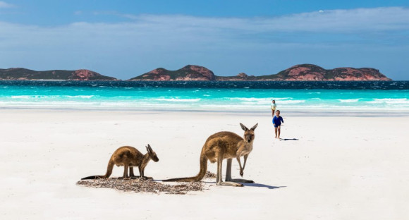 kangaroos at a beach in Australia
