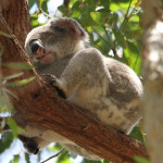 koala in a tree